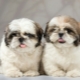 Hány évig élt Shih Tzu és mitől függ?