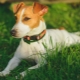 Combien de temps vivent les terriers jack russell et de quoi dépend-il?