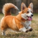 Combien de temps le corgi vit-il et de quoi dépend-il?