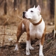 Combien de temps vivent les Staffordshire Terriers et de quoi dépend-il?