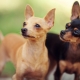 Combien de temps un terrier de jouet vit-il et de quoi dépend-il?