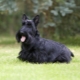 Scottish Terrier: description de la race et des nuances de son contenu