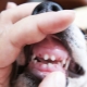 Changer les dents de lait chez les chiens: tranche d'âge et problèmes possibles