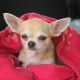 Chiens de longue vie: quelles races vivent le plus longtemps?