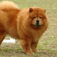 Les chiens aiment les ours