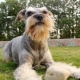 Chiens à la barbe: types et leurs caractéristiques, sélection et soin