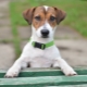 Liste des surnoms Jack Russell Terrier