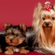 Yorkshire Terrier Liste des Surnoms