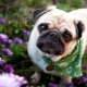List of nicknames for pugs