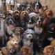 La liste des noms de chien pour la lettre 
