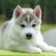 Luettelo huskien kauniista ja hauskista lempinimistä