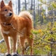 Liste des races de chiens ressemblant à des renards