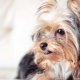 Liste des surnoms de chiens japonais