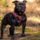 Staffordshiren Bullterrieri: rodun kuvaus, hoitotiedot