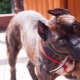 Staffordshire terrier de couleur terrier: à quoi ça ressemble et comment le contenir?
