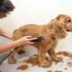 Cocker Spaniel Haircut: الأنواع والإجراءات