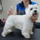 Coupe de cheveux West Highland White Terrier: exigences et types