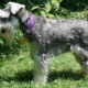 Coupe de Schnauzer miniature: que sont-ils et comment choisir?