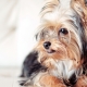 Coupes de cheveux Yorkshire Terrier: types et règles de sélection