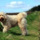 Tibetan Terrier: description de la race et les secrets de la garde de chiens