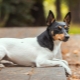Toy Fox Terrier: description et conseils pour les soins