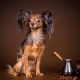 Toy Terrier: description des races, éducation et formation, contenu