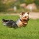 Subtilités formation Yorkshire terrier