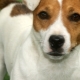 Découpage et toilettage Jack Russell Terrier