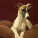 Whippet: jellemzők, temperamentum és az ellátás jellemzői