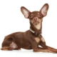 Les oreilles d'un terrier en jouet: mise en place et soin