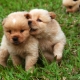 Variantes de noms pour chiens-garçons de petites races