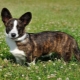 Welsh Corgi kardigán: fajta leírása és tartalmi jellemzői