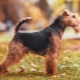 Welch Terrier: description, contenu et formation