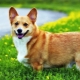 Corgi súlya és mérete