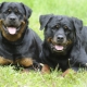 Rottweilerin paino ja korkeus: perusrotujen parametrit