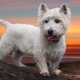 West Highland White Terrier: Tout sur la race de chiens