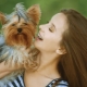 Types de terriers