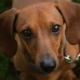 Les chiens à oreilles rebondies: aperçu des races populaires et des nuances de contenu
