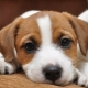 Jack Russell Terrier Éducation et formation