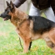 Education et formation du berger allemand