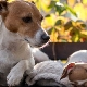 Âge des chiens selon les normes humaines