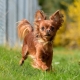 Tout ce que vous devez savoir sur les terriers à poil long