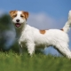 Tout ce que vous devez savoir sur le Jack Russell Terrier aux cheveux durs