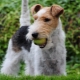 Tout ce que vous devez savoir sur les Fox Terriers