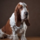 Minden a basset-kutyákról
