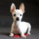 Tout sur les terriers blancs