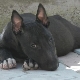 Tout à propos de black bull terriers