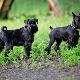 Minden a fekete miniatűr schnauzerekről