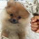 Tout sur les taxes sur les chiens