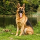 Tout sur les Bergers Allemands